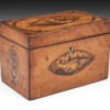 Georgian Satinwood Shell inlaid Tea Caddy - Image 3