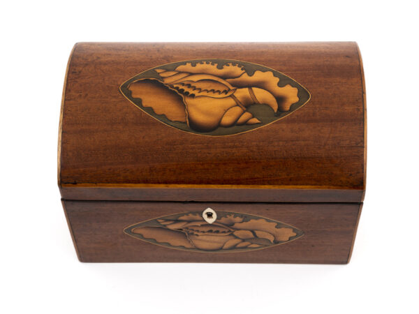 Conch Shell Tea Caddy top down