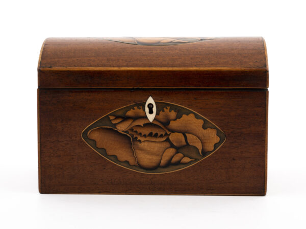 Conch Shell Tea Caddy eye level