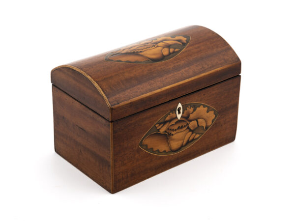Conch Shell Tea Caddy front angle