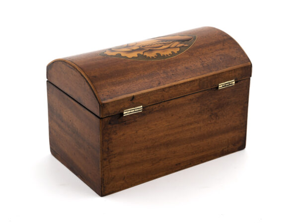 Conch Shell Tea Caddy rear angle