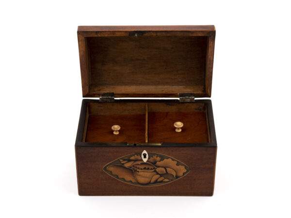 Conch Shell Tea Caddy open