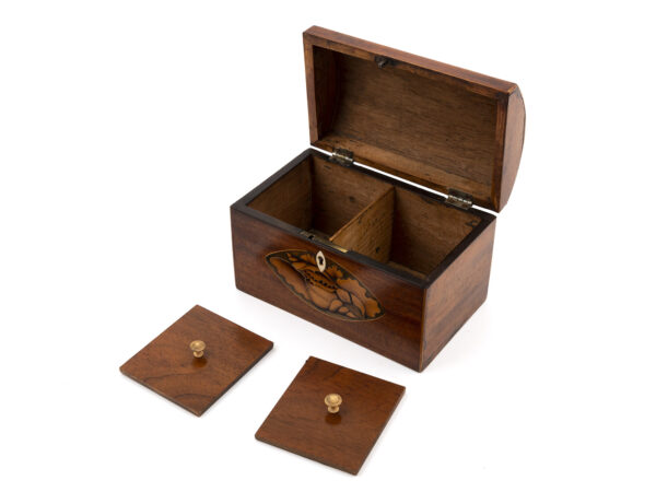 Conch Shell Tea Caddy open lids removed
