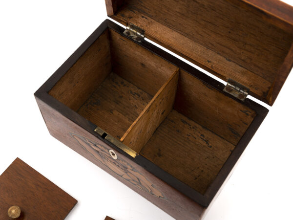 Conch Shell Tea Caddy open compartments close up