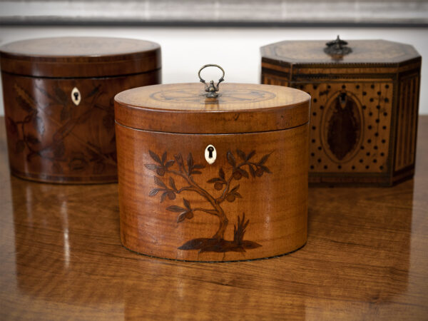 Satin Harewood Tea Caddy on display table